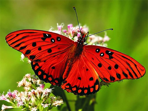 Play Nature Jigsaw Puzzle - Butterfly Now!