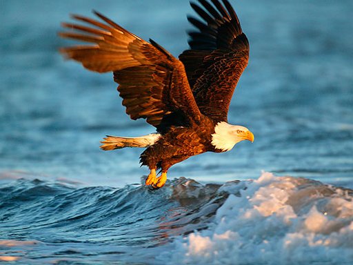 Play Animals Jigsaw Puzzle - Eagle Now!