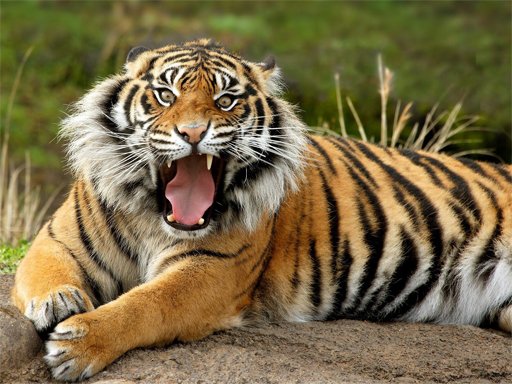 Play Animals Jigsaw Puzzle - Tiger Now!